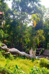 Majestic Staircase: Dragon-themed Staircase Amidst the Mountains at Wat Pa Lad in Doi Suthep Forest