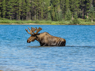 moose in the lake
