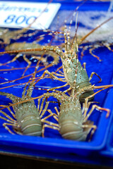 Live lobsters on water tray for sale at sea food market.Thailand with price sign