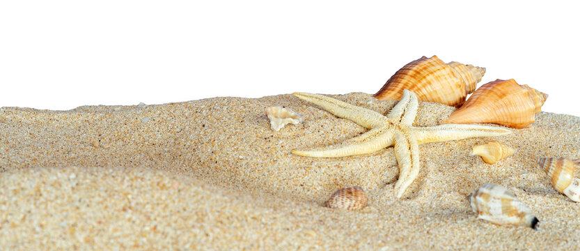 beach sand border with shell isolated