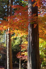 紅葉した木