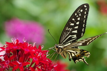蜜を吸うアゲハチョウ