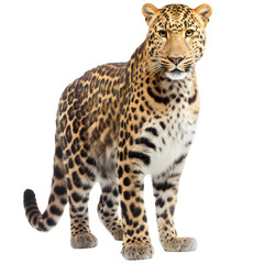 Full body leopard isolated on transparent