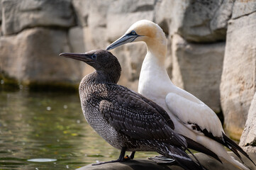 Two northern gannets stand on the bank