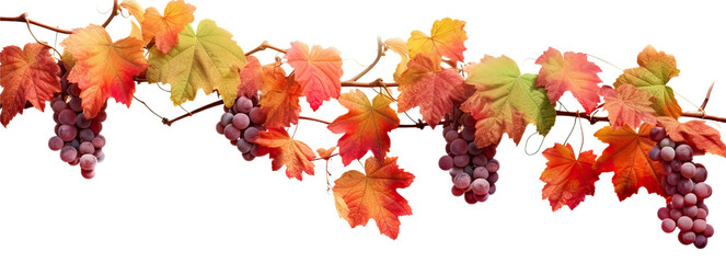 Autumn Grapevines transparent isolated on white background cutout. PNG file ,artwork graphic design ,Generative AI