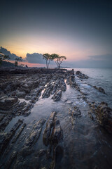 Mangrove tree on the beach at sunset, Bintan Island. Indonesia. - 645386254
