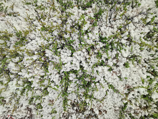 Northern nature.