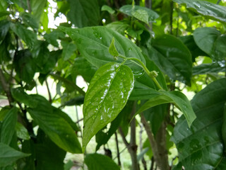 Fototapeta na wymiar trees in the garden grow well in the rainy season