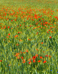 Natural field of cereals, grasses, poppies and cornflowers