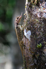 lizard on a tree