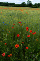 Fototapeta premium Natural field of cereals, grasses, poppies and cornflowers
