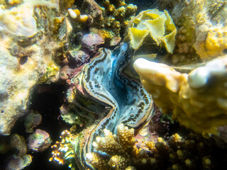 Tridacna in a coral reef in the Red Sea