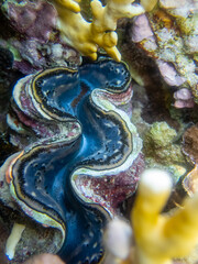 Tridacna in a coral reef in the Red Sea