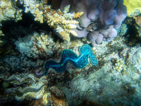 Tridacna in a coral reef in the Red Sea