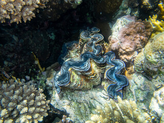 Tridacna in a coral reef in the Red Sea
