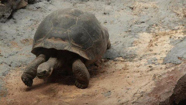 grosse tortue avançant doucement sur un sol sableux