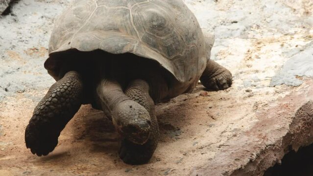 grosse tortue avançant doucement sur un sol sableux