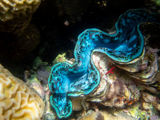 Tridacna in a coral reef in the Red Sea