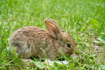 little rabbit on the grass,the rabbit eats grass in the yard