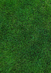 Close up of green lawn on a sunny day. Top view