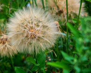 Opened seeds of faded inflorescences of a plant called Kozibród łąkowy occurring in meadows and wastelands in the city of Białystok in Podlasie, Poland.