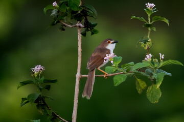 Beautiful bird on branch