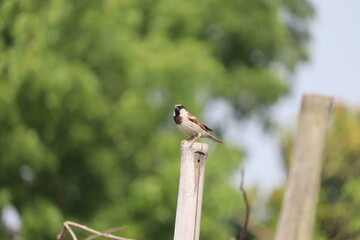 A striking close-up captures the image of a house sparrow (Passer domesticus) perched gracefully upon a wooden post set against a lush green backdrop in Bangladesh.
