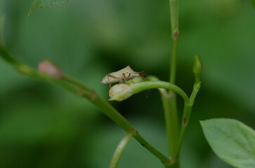 bug on the leaf in garden macro close up photo