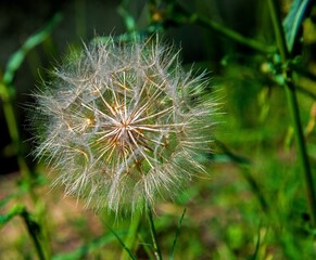 Opened seeds of faded inflorescences of a plant called Kozibród łąkowy occurring in meadows and wastelands in the city of Białystok in Podlasie, Poland.