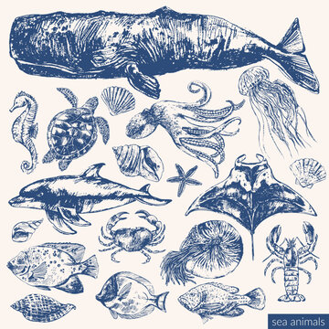 Ink sketch of cashalot sperm whale, seahorse, sea turtle, nautilus, lobster, octopus, jellyfish, manta ray