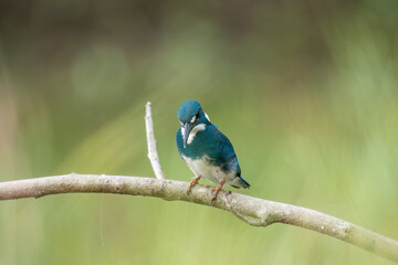 A little blue kingfisher chick is learning and perched by surveying its surroundings to hunt and find prey to eat