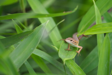 見つめるカナヘビ