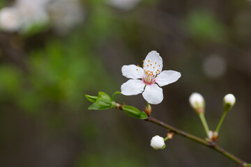 Prunus cerasus flowering tree flower, beautiful white petals tart dwarf cherry flowers in bloom.Garden fruit tree with blossom flowers