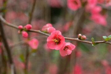 pretty pink flowers of a Japanese quince Chaenomeles japonica covered in raindrops