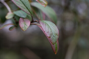 Purple-green leaves of Cotoneaster rugosus close-up on a branch, selective focus.