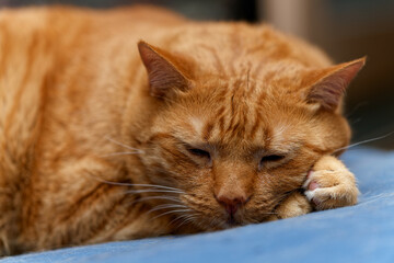 Happy ginger cat sleeps in bed.