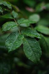 雨に濡れた葉