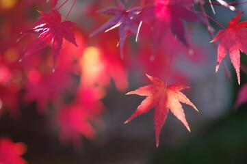 紅葉