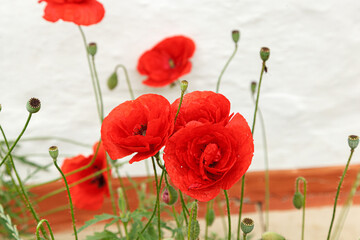 Obraz premium Beautiful flowers red poppies