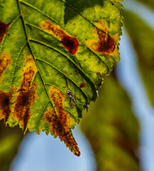 The leaves of a horse-chestnut tree attacked by a fungus causing a disease called chocolate leaf spot, shown in the photos as burgundy streaks in the leaf tissue.