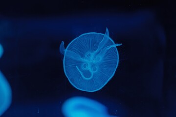 underwater shooting of beautiful Aurelia aurita