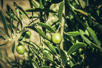 Closeup of green olives on an olive branch in Spain
