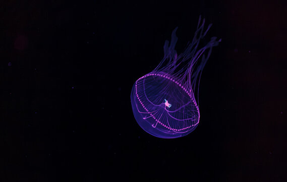 underwater photography of beautiful eirene lactoides jellyfish