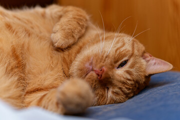 Happy ginger cat sleeps in bed.