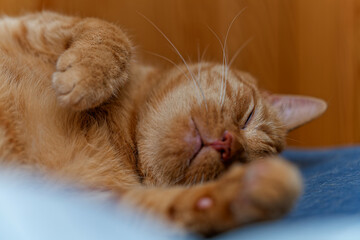 Happy ginger cat sleeps in bed.