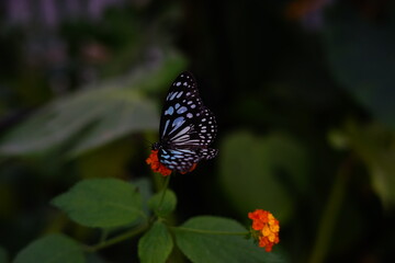 Tirumala hamata butterfly on a red flower