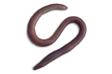 One earthworm closeup isolated on a transparent background.