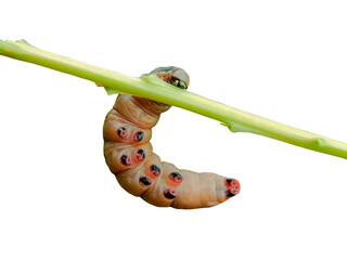 Caterpillar hanging on a stick isolated on a transparent background.