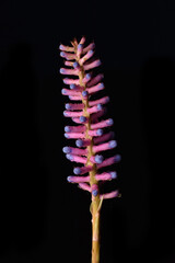 matchstick plant flower