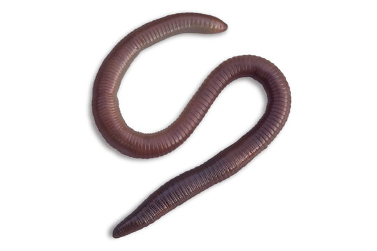 One earthworm closeup isolated on a transparent background.